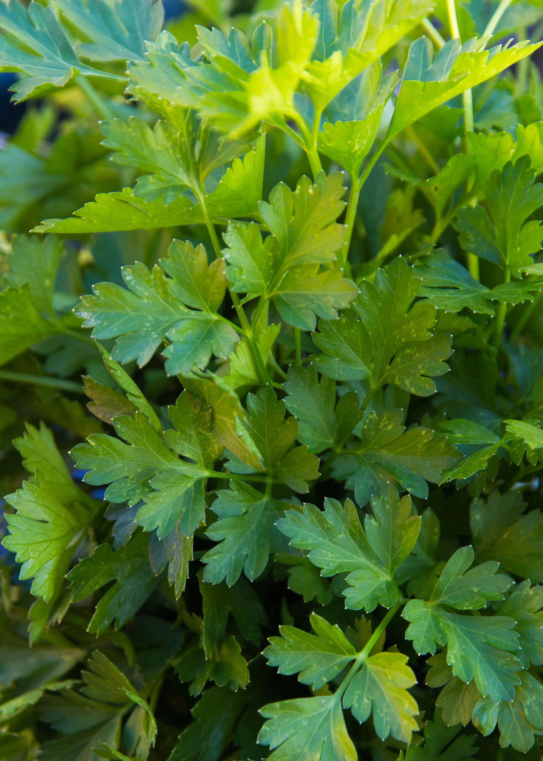 Bunch of Parsley - Manojo de Perejil