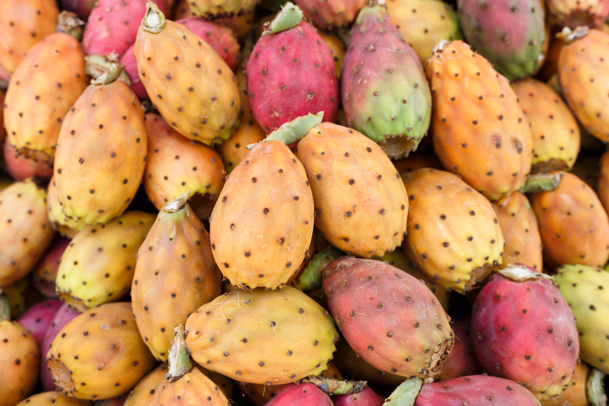 Fresh ripe whole Prickly Pears