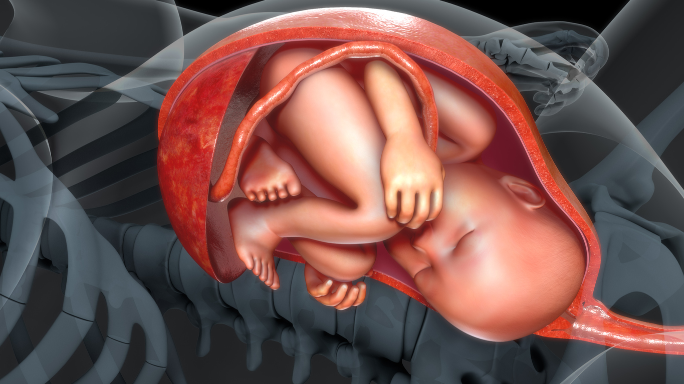 Baby in womb