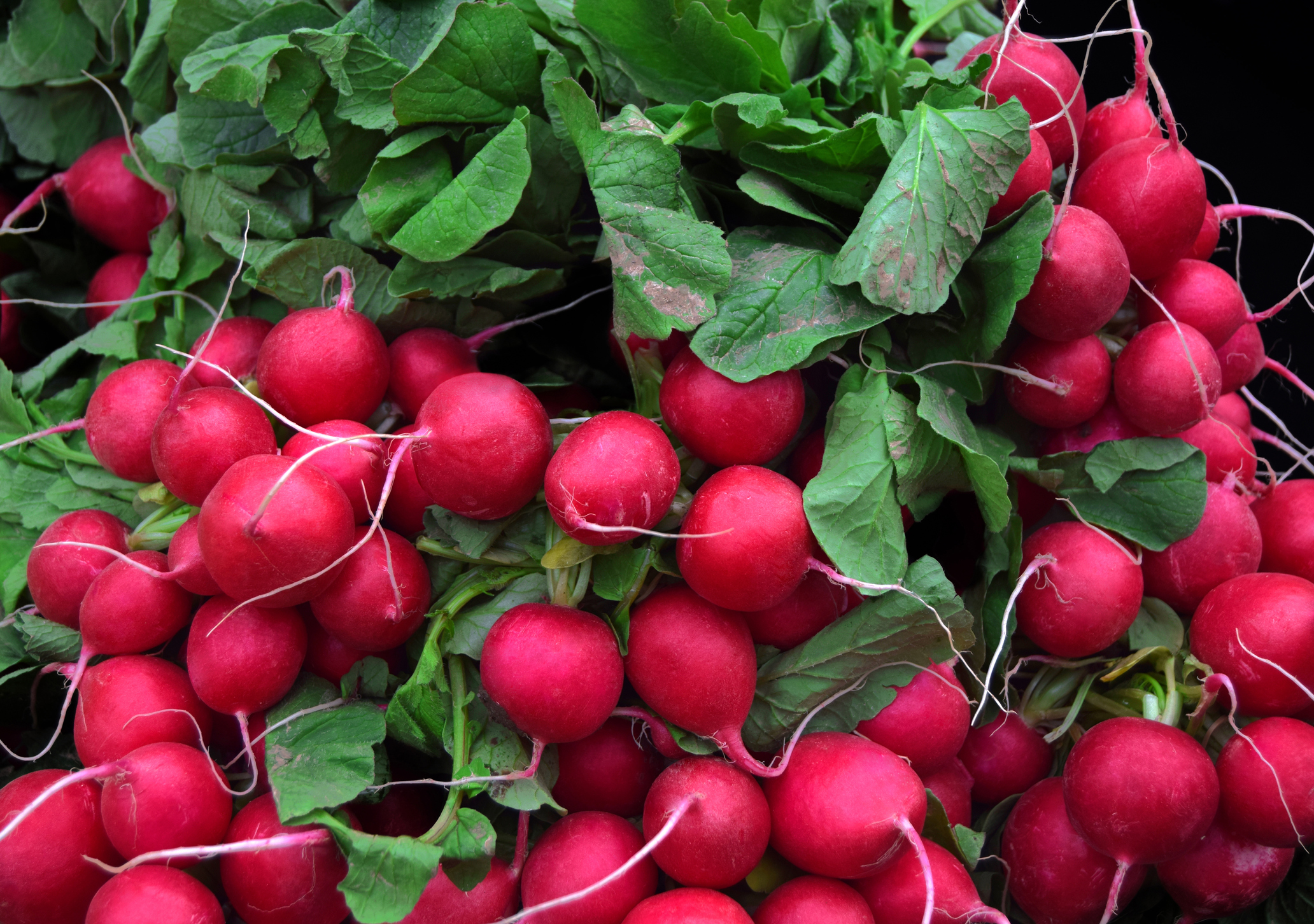 Fresh radishes in market of  Birmingham