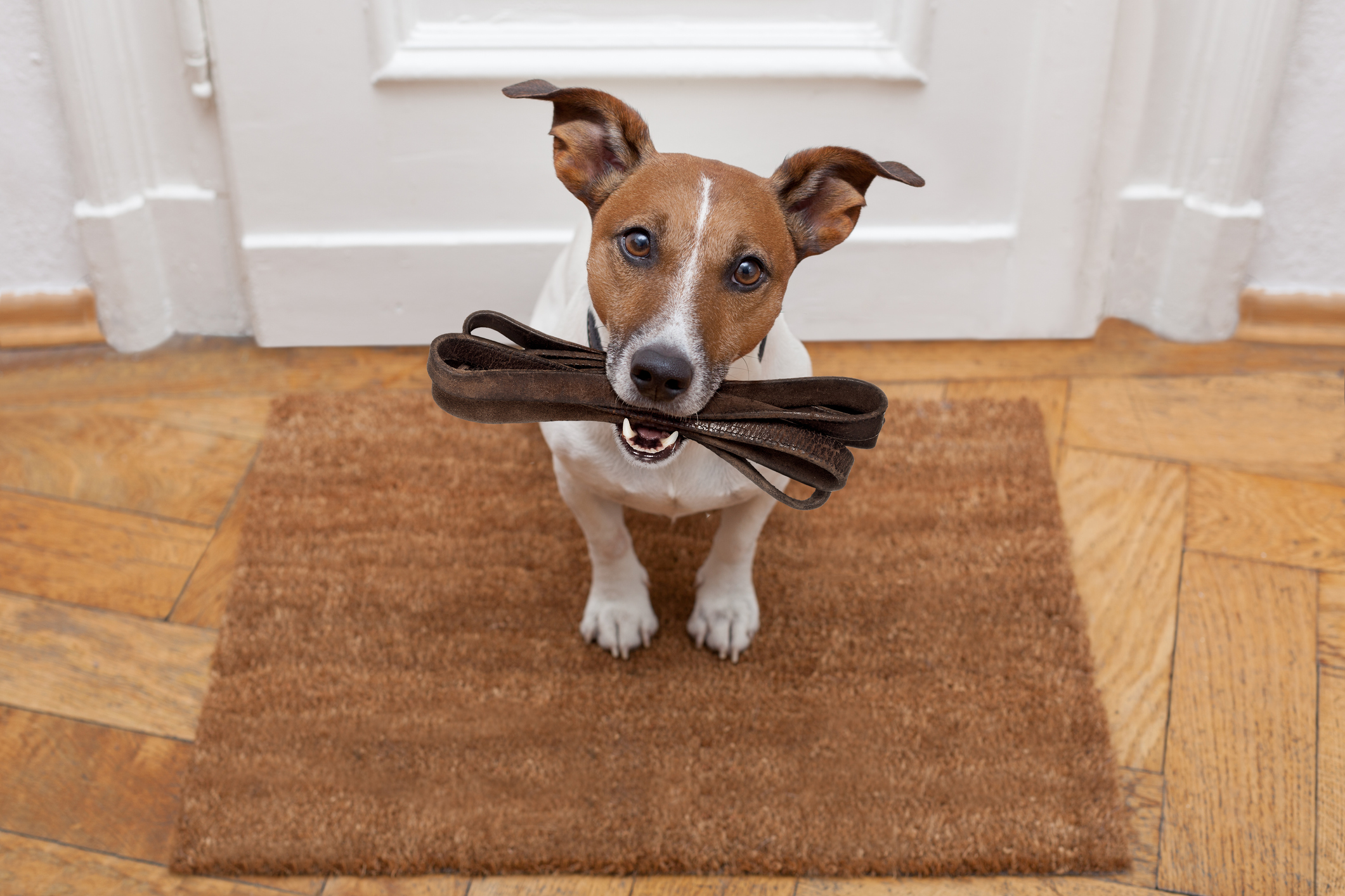 dog waits for walking with leash