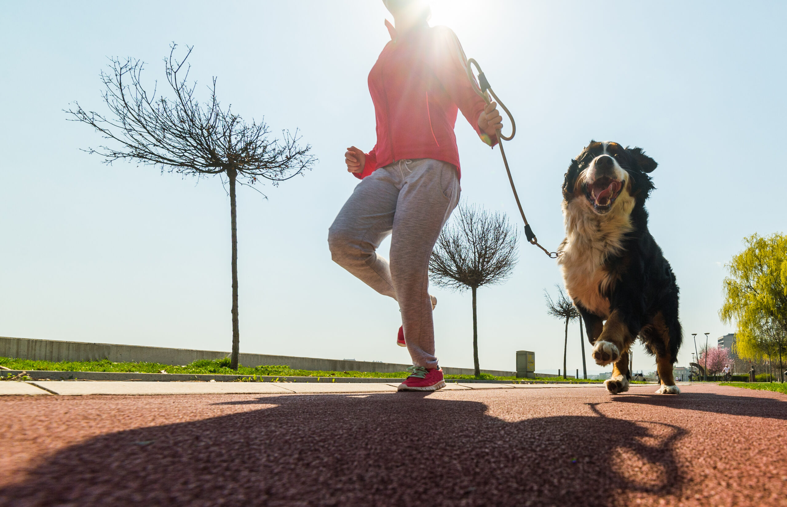 Young pretty girl running outdoor in the spring with her Bernese Mountain dog