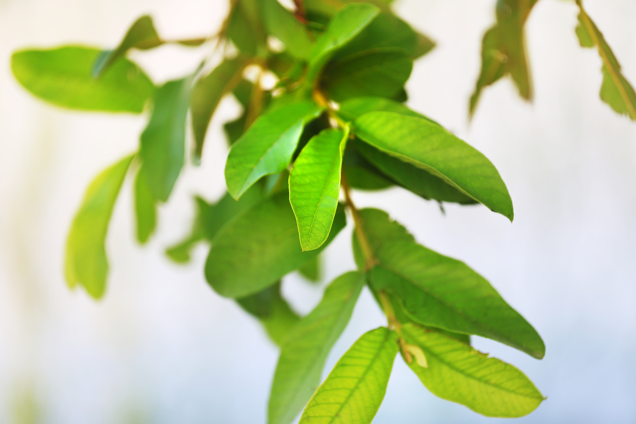 Guava Tree Leaves