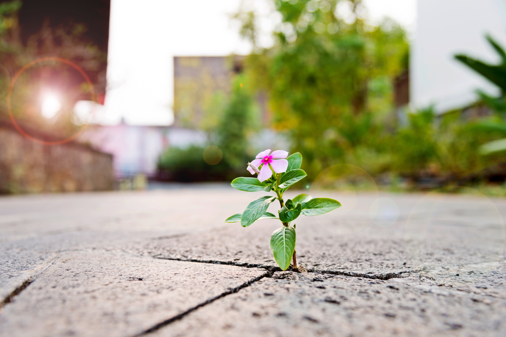 Wild flower growing through crack in the  tiled pavement