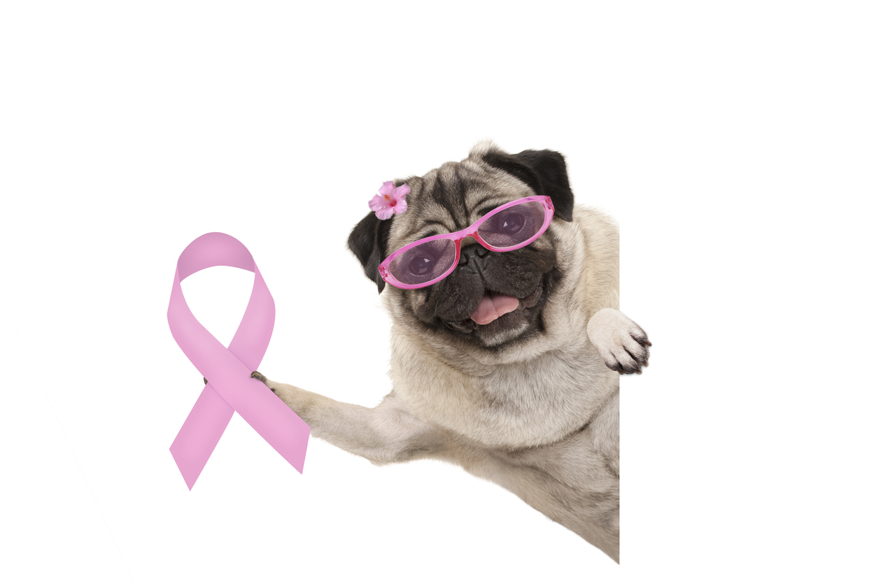 smiling pug puppy dog holding up pink ribbon symbol