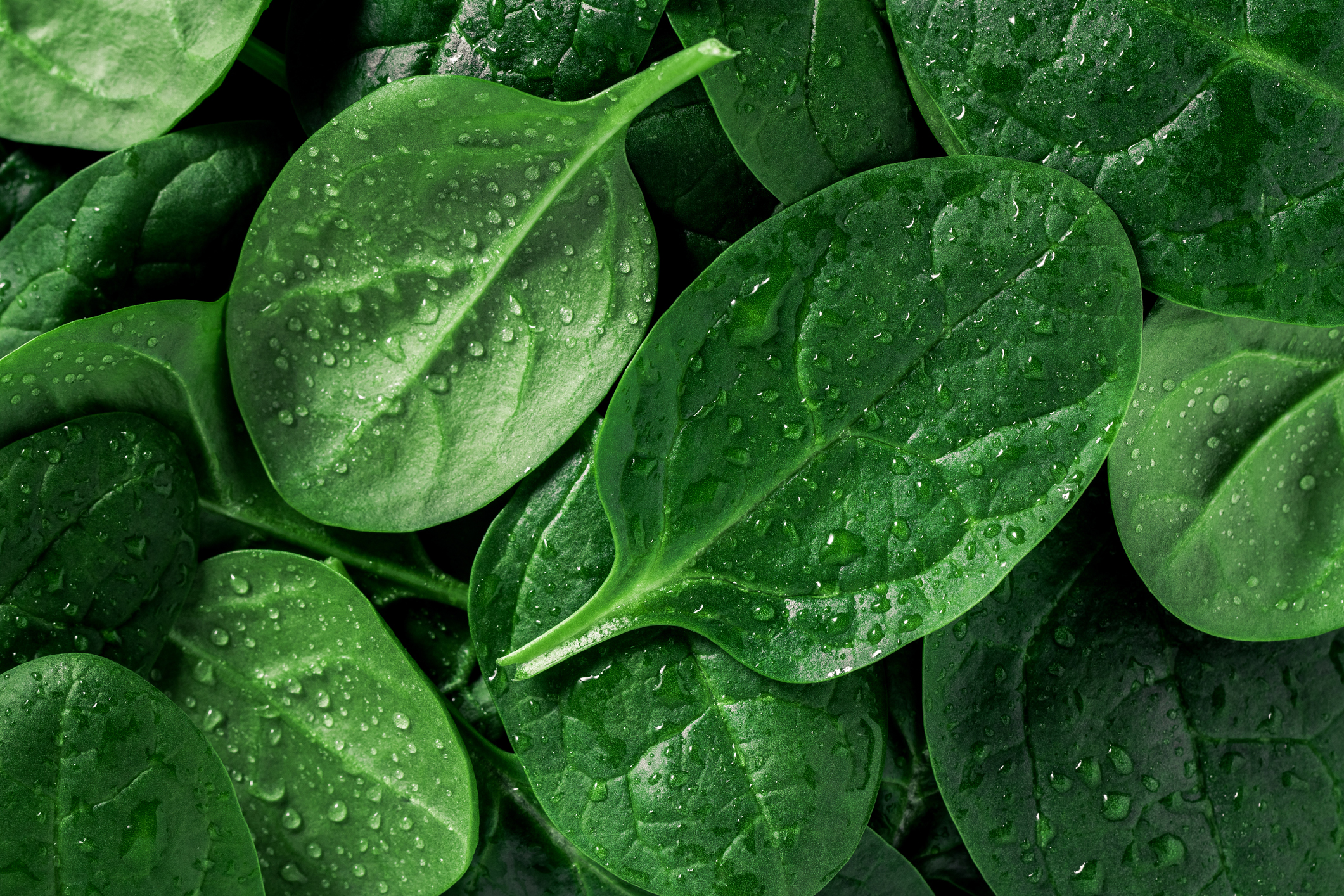 Macro photography of fresh spinach. Concept of organic food.