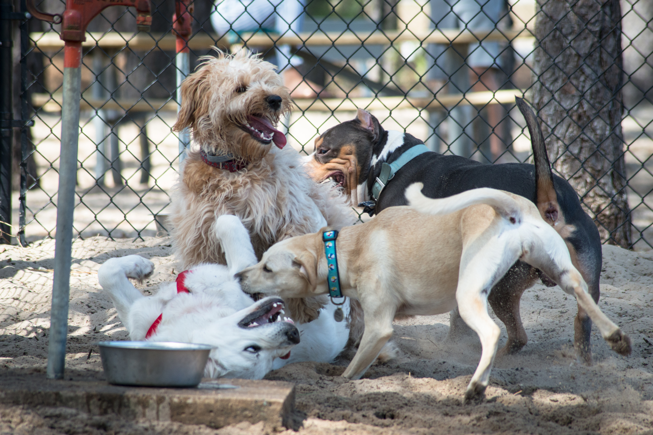 Fun at the Dog Park