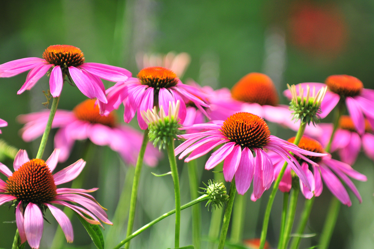 Echinacea