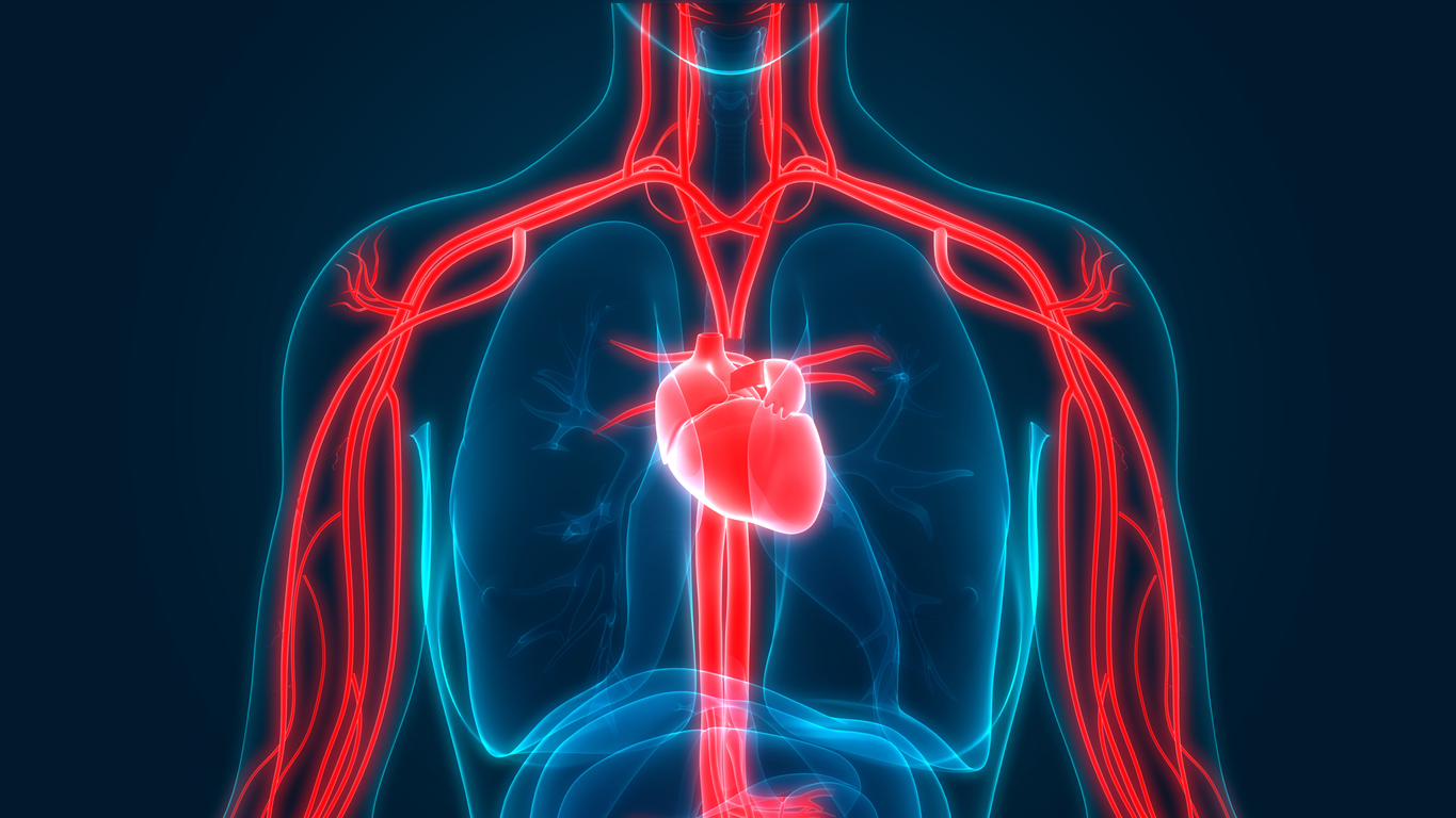 Human Circulatory System Anatomy