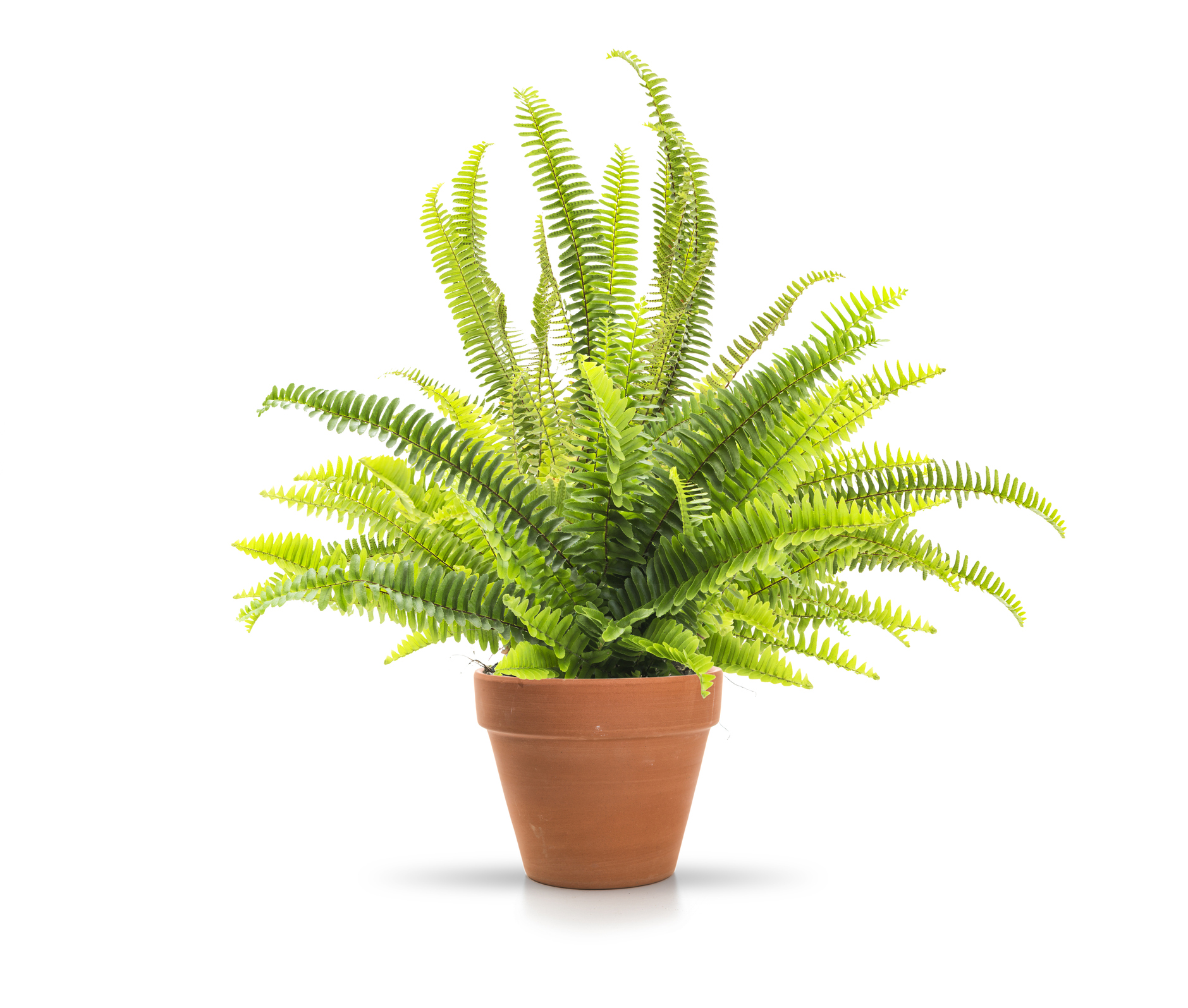 Home fern