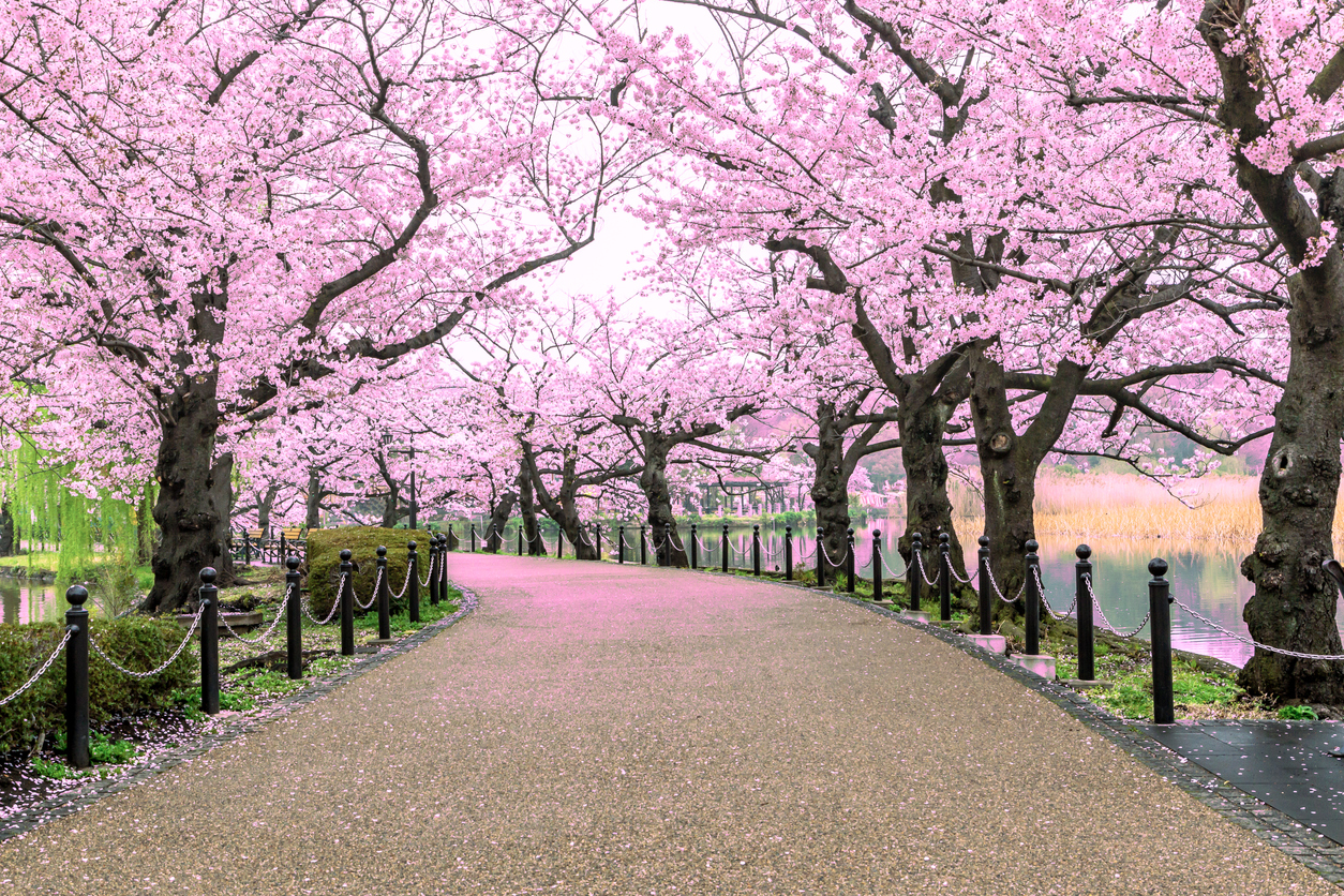 Walking path under the beautiful sakura tree or cherry tree tunnel in Tokyo, Japan