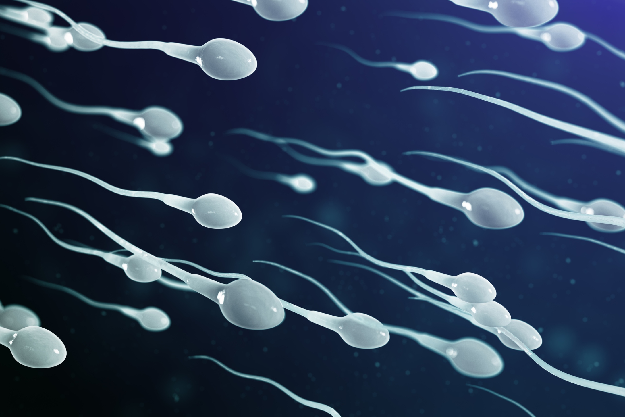 sperm-1.jpg