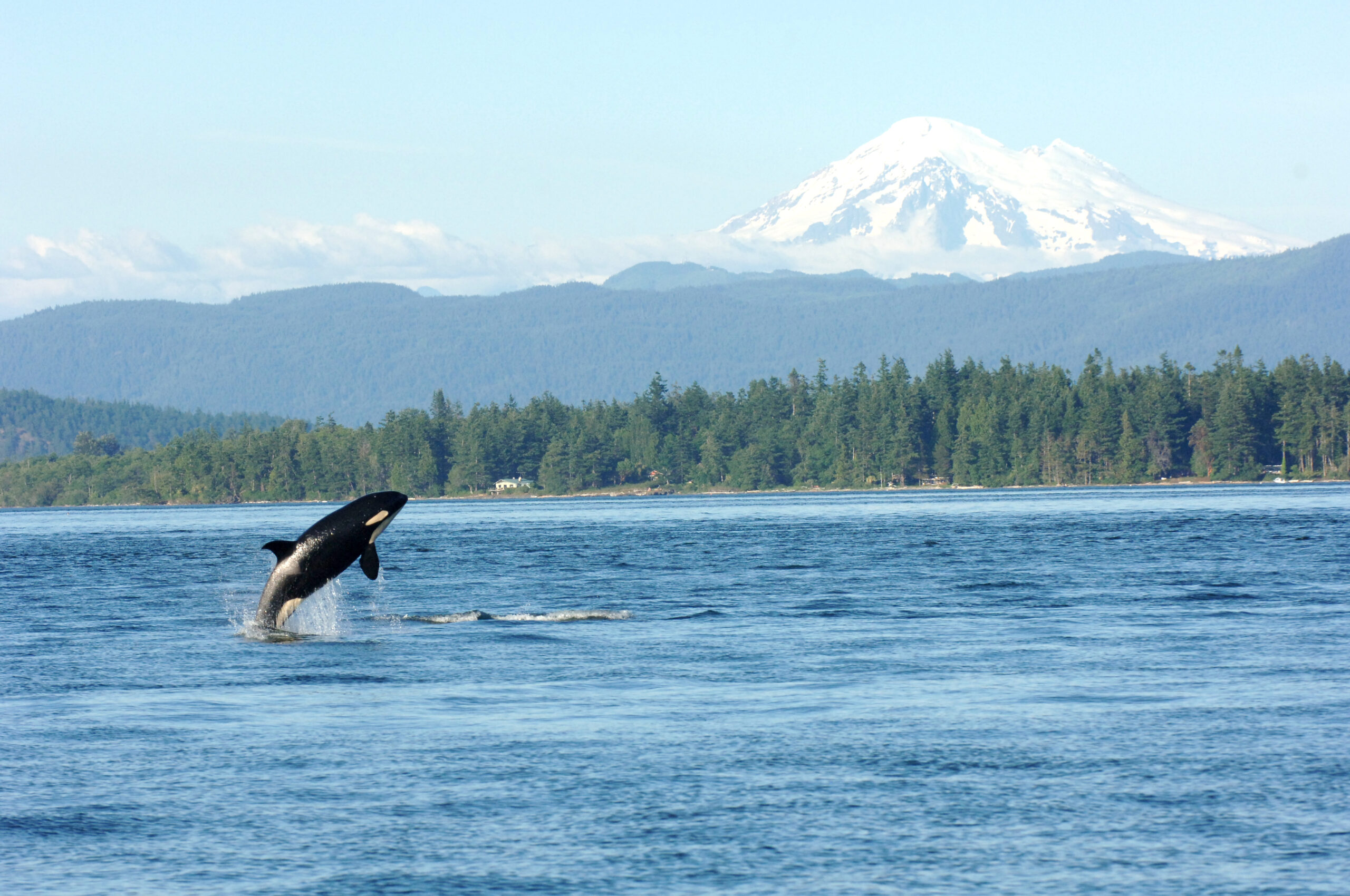 Orca playing in Puget Sound