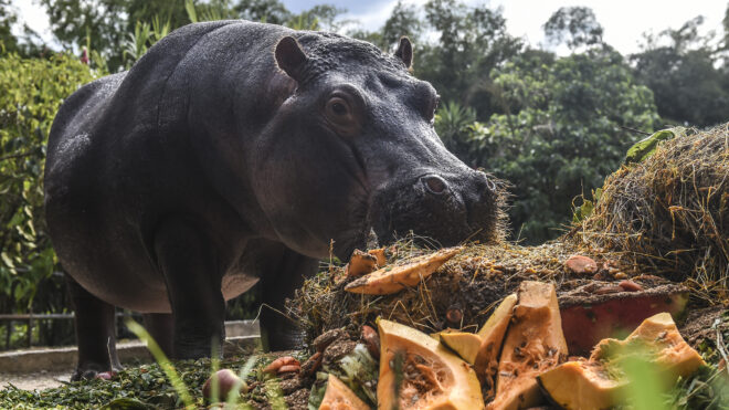 Hippo (Hippopotamus amphibius) Jakira is pictured eating a cake made out of fruit